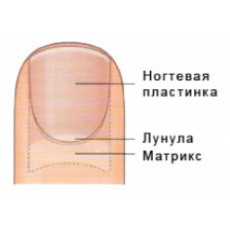 Операция по удалению вросшего ногтя на ноге лазером