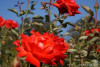 Фото 61